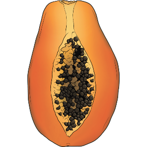 Sliced Papaya