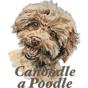 Canoodle A Poodle