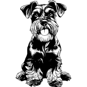 Mini Schnauzer Sitting 