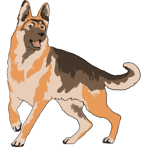 German Sheperd Dog