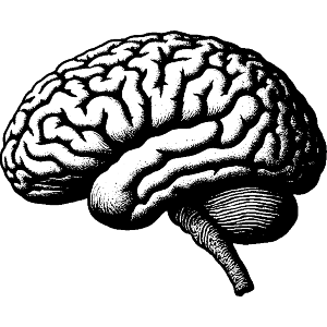 Human Brain Side View