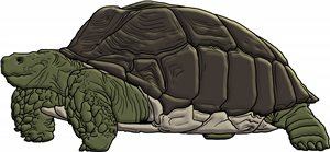 Tortoise