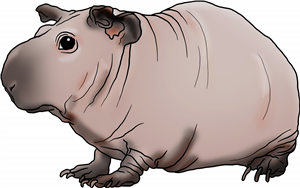 Hairless Guinea Pig