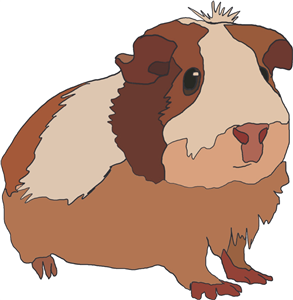 Guinea Pig 