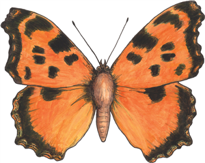 Tortoiseshell Butterfly