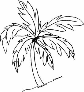 Palm Tree