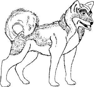 Japanese Akita