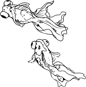 Swimming Goldfish