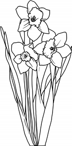 Daffodils