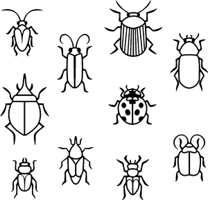Bug Pattern
