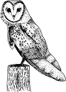 Barn Owl