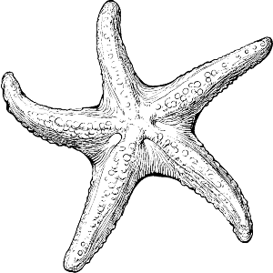 Single Starfish