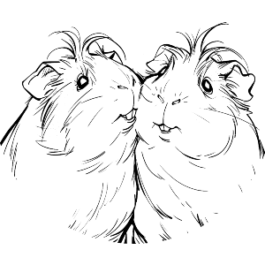 Guinea Pig Couple