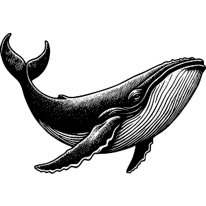 Humpback Whale