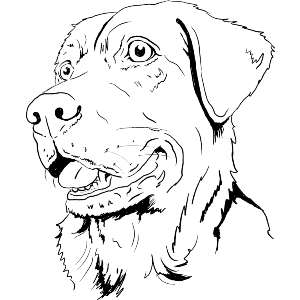 Labrador Dog Head