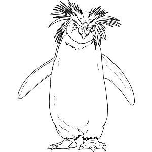 Rockhopper Penguin