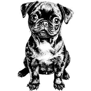 Cute Pug Puppy