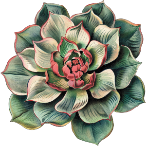 Vintage Succulent