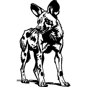 African Wild Dog Standing
