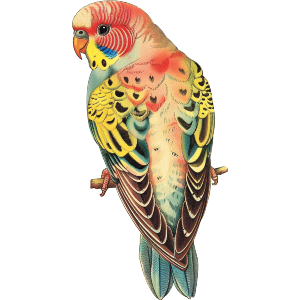 Colourful Budgie