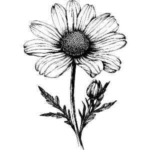 African Daisy