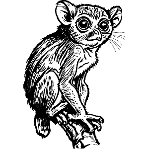 Philippine Tarsier