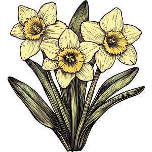  Three Daffodils