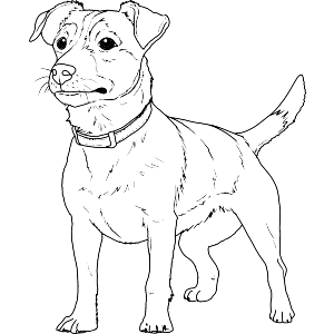 Jack Russell Terrier