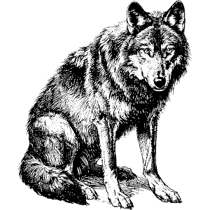 Wolf Sitting