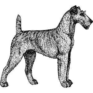 Irish Terrier