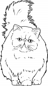 Persian Cat
