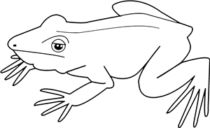 Frog
