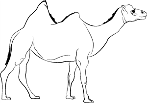 Camel
