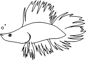 Betta Fish