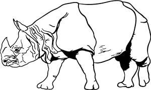 Indian Rhino