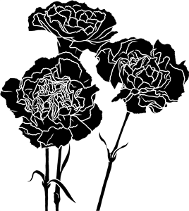 Carnation Flowers