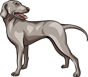 Weimaraner Dog