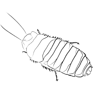 Alarmed Hissing Cockroach