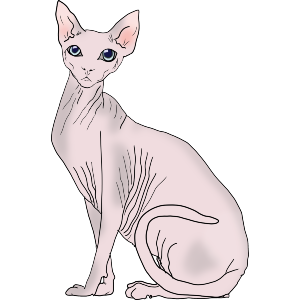 Sphynx Cat