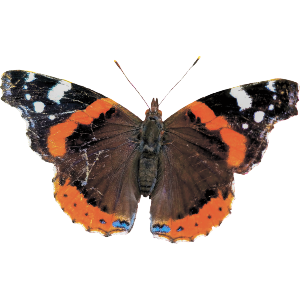 Red Admiral Butterfly