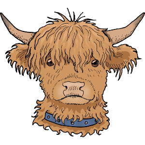 Highland Cow Head