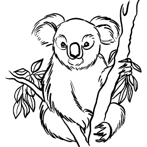Cute Koala