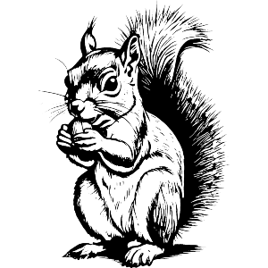 Squirrel Nibbling On Nut