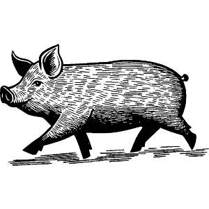 Pig Side View