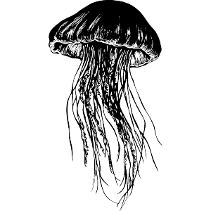 Jellyfish