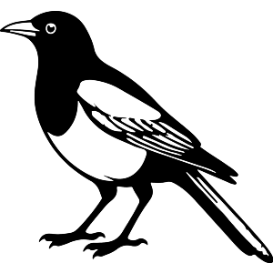 Standing Magpie