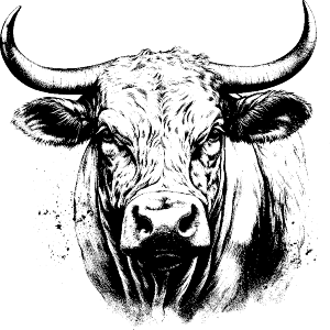 bull