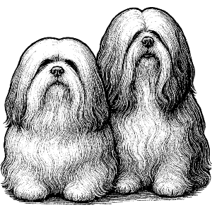 Two Lhasa Apso Dogs