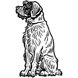 Wirehaired Pointing Griffon