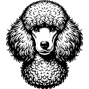 Poodle